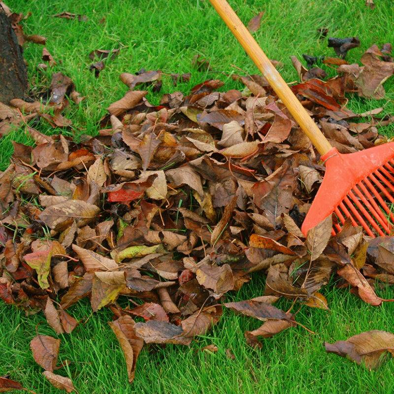 SCARIFICATION ET ENTRETIEN GAZON 1 800X800 | Entretien du jardin Jardinier à domicile : tonte et entretien de pelouse sur Colmar Mulhouse 2