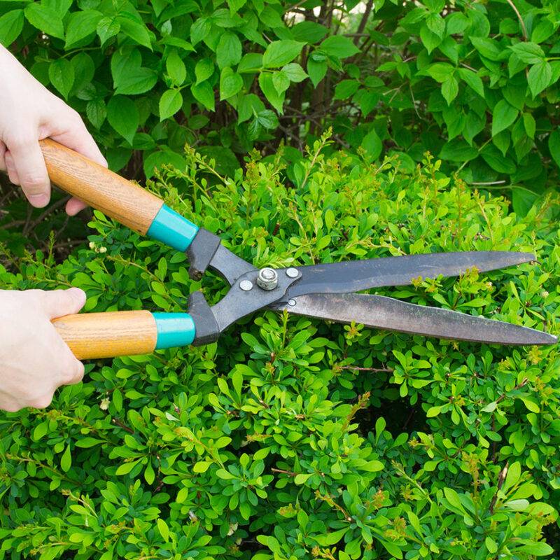 TAILLE 1 800X800 | Entretien du jardin Jardinier, élagueur : élagage, abattage arbre et taille-haie autour de Colmar Sélestat 4